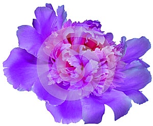 Purple peony flower on a white isolated background with clipping path. Closeup. For design