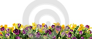 Purple peony tulips and yellow narcissus flowers in a bottom border