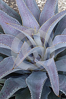 Purple People Eater Mangave plant