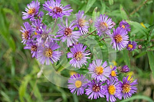Purple Perennials New England Aster Flowers photo