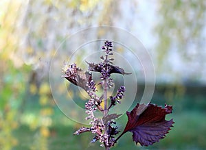 Purple Perilla frutescens var. crispa in herbal garden.