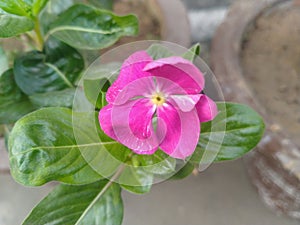 Purple Periwinkle Flower Closeup