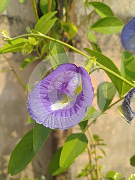 Purple Periwinkle Flower Closeup