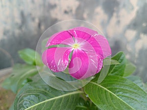 Purple Periwinkle Flower Closeup