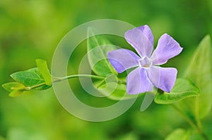 Purple Periwinkle flower with green background