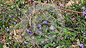 Purple Periwinkle (Vinca minor) in springtime