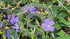 Purple Periwinkle (Vinca minor) in springtime