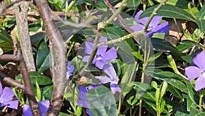 Purple Periwinkle (Vinca minor) in springtime