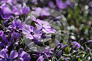 Purple perrenial blossom in spring