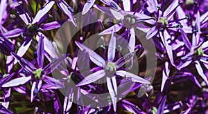 Purple persian onion with beautiful petals in the budding time. Vibrant violet plant in blossom period. Top view of the star plant