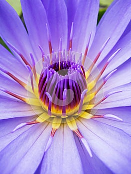 Purple-petalled waterlily