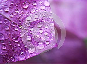 Purple petals flower with water drops ,violet flower plants ,macro image ,closeup dew drops on violet petal