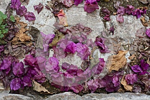 Purple petals on grey cobblestone pavement. Background and wallpaper picture. Autumn and oldness picture. Copy space