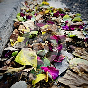 Purple petals on the ground