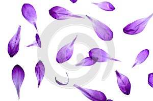 Purple Petals Isolated on White Background