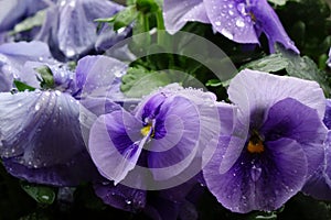 Purple petals of a pansy wet with raindrops