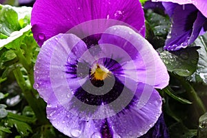 Purple petals of a pansy wet with raindrops