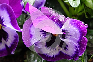 Purple petals of a pansy wet with raindrops