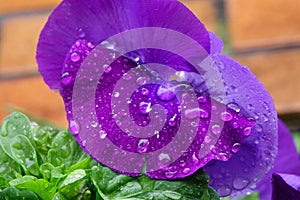 Purple petals of a pansy wet with raindrops