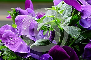 Purple petals of a pansy wet with raindrops