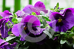 Purple petals of a pansy wet with raindrops