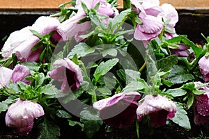 Purple petals of a pansy wet with raindrops