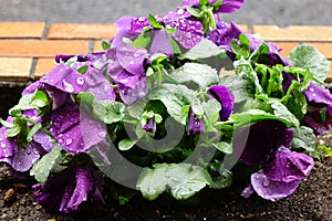 Purple petals of a pansy wet with raindrops