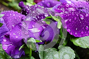 Purple petals of a pansy wet with raindrops