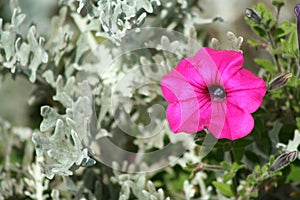 Purple Petunia