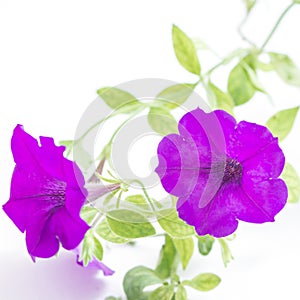 Purple petunia