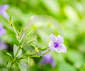 Purple petunia