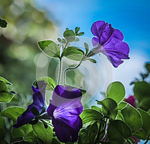 Purple petunia against the sky