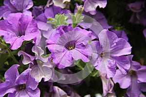 Purple petunia blossoms in the garden background in summer in Lithuania