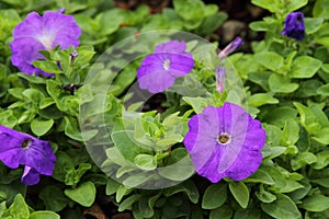 Purple Petunia flower