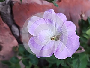 Purple petunia flower close up
