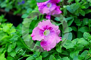 Purple petunia flower