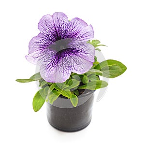 Purple petunia flower