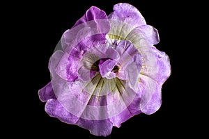 Purple petunia flower macro