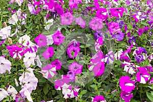 Purple petunia flowers