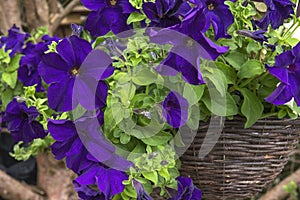 Purple petunia flowers