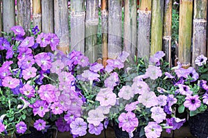 Purple petunia flowers  blooming in garden on bamboo fence background