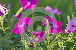 Purple petunia flowers blooming in the garden