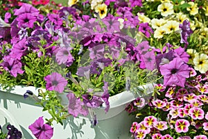 Purple petunia flowers in a city park on a summer day. Decorative street flowers