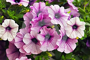 Purple petunia flowers in the garden in Spring time