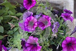 Purple petunia flowers in  garden in summer time