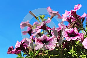 Purple petunia flowers over blue sky