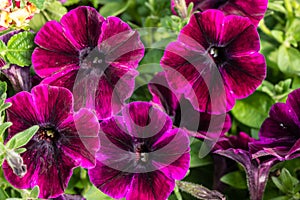 Purple petunia flowers with stripes