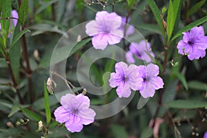 Purple Petunia.