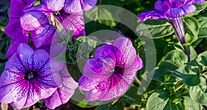 Purple petunia