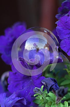 Purple petunia and soap bubble